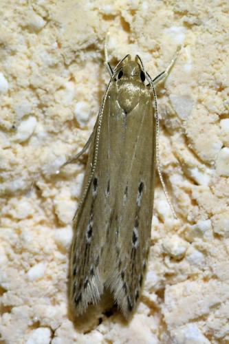 Limnaecia phragmitella